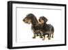 Wire-Haired Dachshund-null-Framed Photographic Print