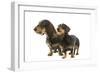 Wire-Haired Dachshund-null-Framed Photographic Print