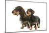 Wire-Haired Dachshund-null-Mounted Photographic Print