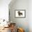 Wire-Haired Dachshund-null-Framed Photographic Print displayed on a wall