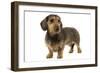 Wire-Haired Dachshund-null-Framed Photographic Print