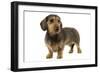 Wire-Haired Dachshund-null-Framed Photographic Print