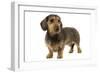 Wire-Haired Dachshund-null-Framed Photographic Print