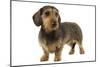 Wire-Haired Dachshund-null-Mounted Photographic Print