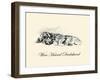 Wire Haired Daschund-Lucy Dawson-Framed Art Print