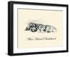 Wire Haired Daschund-Lucy Dawson-Framed Art Print