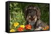 Wire-Haired Standard Dachshund in Marigolds, Putnam, Connecticut, USA-Lynn M^ Stone-Framed Stretched Canvas