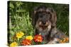 Wire-Haired Standard Dachshund in Marigolds, Putnam, Connecticut, USA-Lynn M^ Stone-Stretched Canvas