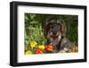 Wire-Haired Standard Dachshund in Marigolds, Putnam, Connecticut, USA-Lynn M^ Stone-Framed Photographic Print