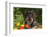 Wire-Haired Standard Dachshund in Marigolds, Putnam, Connecticut, USA-Lynn M^ Stone-Framed Photographic Print