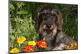Wire-Haired Standard Dachshund in Marigolds, Putnam, Connecticut, USA-Lynn M^ Stone-Mounted Photographic Print