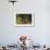 Wire-Haired Standard Dachshund in Marigolds, Putnam, Connecticut, USA-Lynn M^ Stone-Framed Photographic Print displayed on a wall