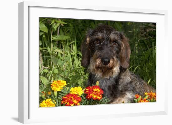 Wire-Haired Standard Dachshund in Marigolds, Putnam, Connecticut, USA-Lynn M^ Stone-Framed Photographic Print