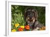 Wire-Haired Standard Dachshund in Marigolds, Putnam, Connecticut, USA-Lynn M^ Stone-Framed Photographic Print