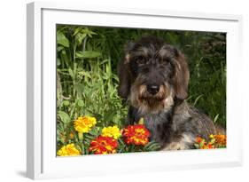 Wire-Haired Standard Dachshund in Marigolds, Putnam, Connecticut, USA-Lynn M^ Stone-Framed Photographic Print