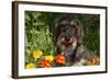 Wire-Haired Standard Dachshund in Marigolds, Putnam, Connecticut, USA-Lynn M^ Stone-Framed Photographic Print