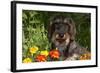 Wire-Haired Standard Dachshund in Marigolds, Putnam, Connecticut, USA-Lynn M^ Stone-Framed Photographic Print