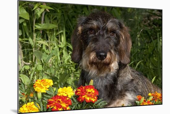 Wire-Haired Standard Dachshund in Marigolds, Putnam, Connecticut, USA-Lynn M^ Stone-Mounted Photographic Print