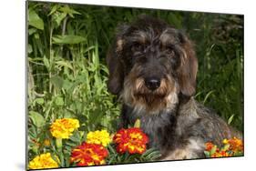 Wire-Haired Standard Dachshund in Marigolds, Putnam, Connecticut, USA-Lynn M^ Stone-Mounted Photographic Print