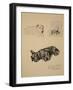 Wire-Haired Terrier, Aberdeen and West Highlander, 1930, Just Among Friends, Aldin, c.C. Windsor-Cecil Aldin-Framed Giclee Print