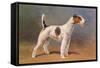 Wire-Haired Terrier-null-Framed Stretched Canvas