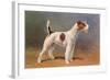 Wire-Haired Terrier-null-Framed Art Print
