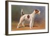 Wire-Haired Terrier-null-Framed Art Print
