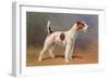 Wire-Haired Terrier-null-Framed Art Print