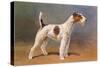 Wire-Haired Terrier-null-Stretched Canvas