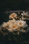 Vertical Closeup Shot of Blooming Wild White Roses in a Garden-Wirestock-Photographic Print