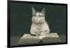 Wise Cat Reading Book-null-Framed Art Print