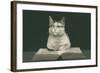 Wise Cat Reading Book-null-Framed Art Print