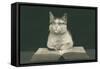 Wise Cat Reading Book-null-Framed Stretched Canvas