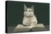 Wise Cat Reading Book-null-Stretched Canvas