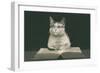 Wise Cat Reading Book-null-Framed Premium Giclee Print