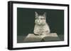 Wise Cat Reading Book-null-Framed Art Print