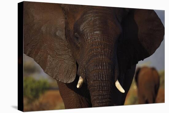 Wise Elephant-Staffan Widstrand-Stretched Canvas