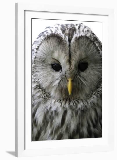 Wise Gaze - Pure-Wild Wonders of Europe-Framed Giclee Print