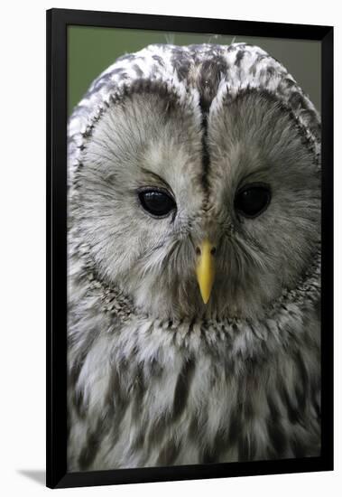 Wise Gaze-Wild Wonders of Europe-Framed Giclee Print