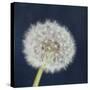 Wish Garden-Susannah Tucker-Stretched Canvas