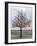 Wish Tree, Kiev, Ukraine, Europe-Graham Lawrence-Framed Photographic Print