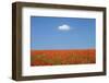 Wish-Marco Carmassi-Framed Photographic Print