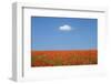 Wish-Marco Carmassi-Framed Photographic Print