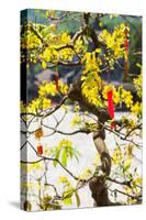 Wishing tree at the Tomb of Emperor Khai Dinh the Last Emperor of Vietnam, Hue, Vietnam-null-Stretched Canvas