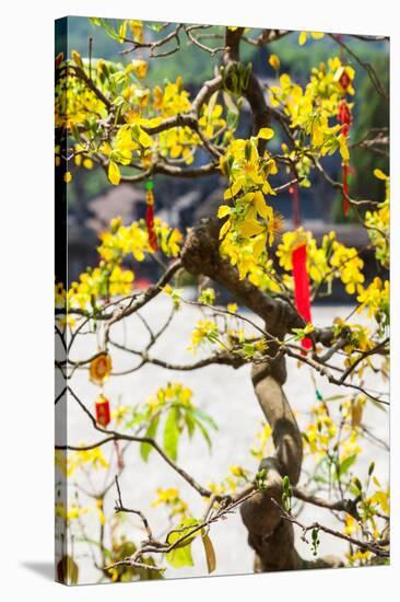 Wishing tree at the Tomb of Emperor Khai Dinh the Last Emperor of Vietnam, Hue, Vietnam-null-Stretched Canvas