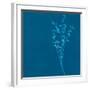 Wisp II-Sarah Cheyne-Framed Giclee Print