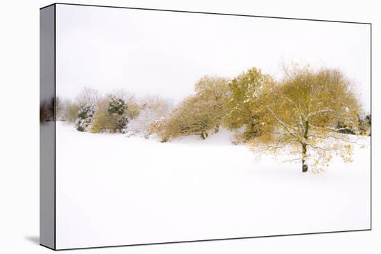 Wispers of Winter-Adrian Campfield-Stretched Canvas