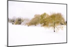Wispers of Winter-Adrian Campfield-Mounted Giclee Print