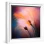 Wisps-Ursula Abresch-Framed Photographic Print