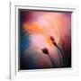 Wisps-Ursula Abresch-Framed Photographic Print